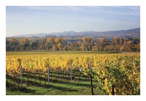 Neuverpachtung eines Weinberges